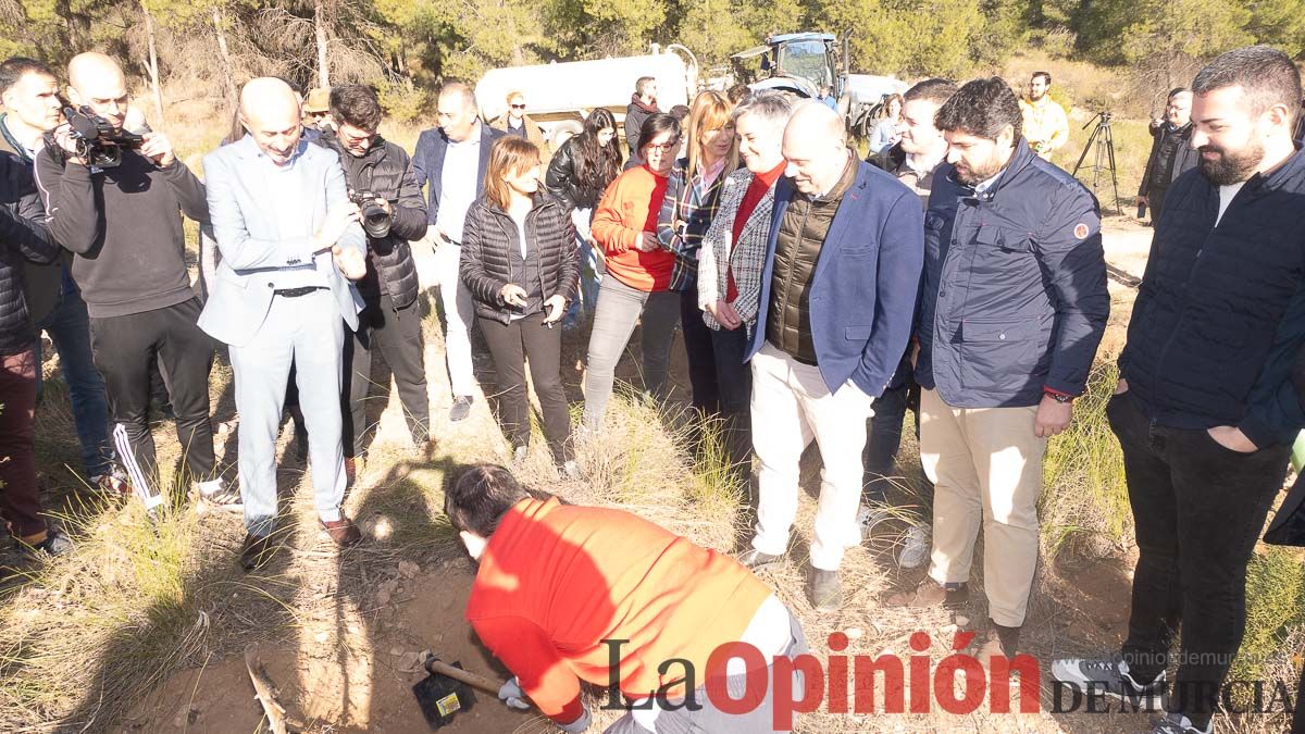 Bosque Disfrimur