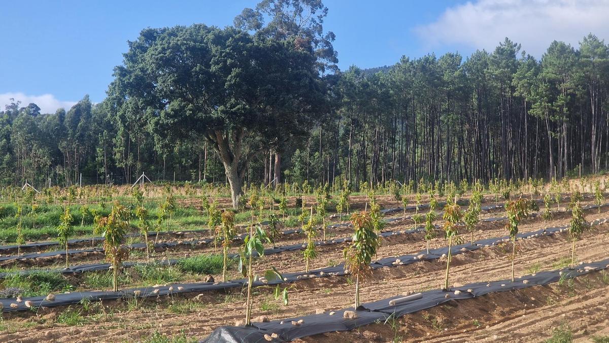 Una finca de aguacates en Vilagarcía.