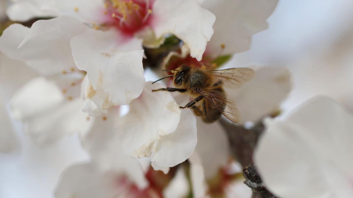 La falta de polen pone en peligro la producción de miel.