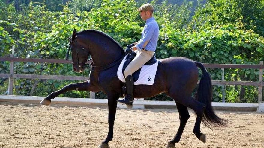 Uno de los caballos más llamativos del concurso. // FdV