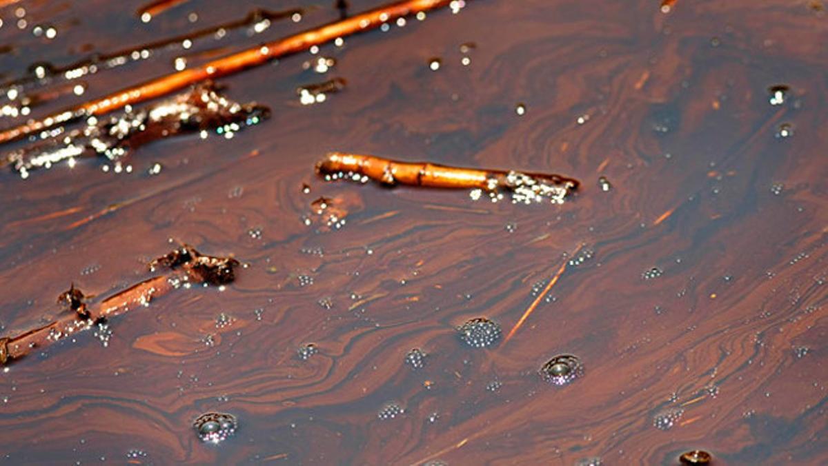 Imatge que mostra l’impacte del vessament de cru de la plataforma DeepWater Horizon sobre els pantans protegits de la costa del Golf de Mèxic.