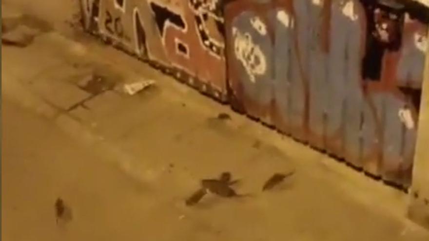 Plaga de ratas en un solar ocupado de la calle de Jaén, en el barrio de Gràcia de Barcelona