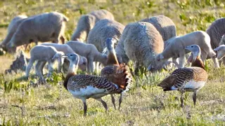 Las llamativas imágenes de avutardas entre ovejas en el paisaje extremeño