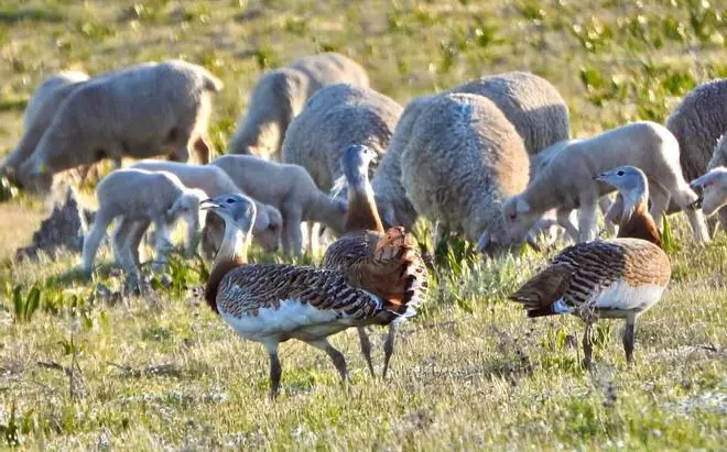 Avutardas entre ovejas en Extremadura