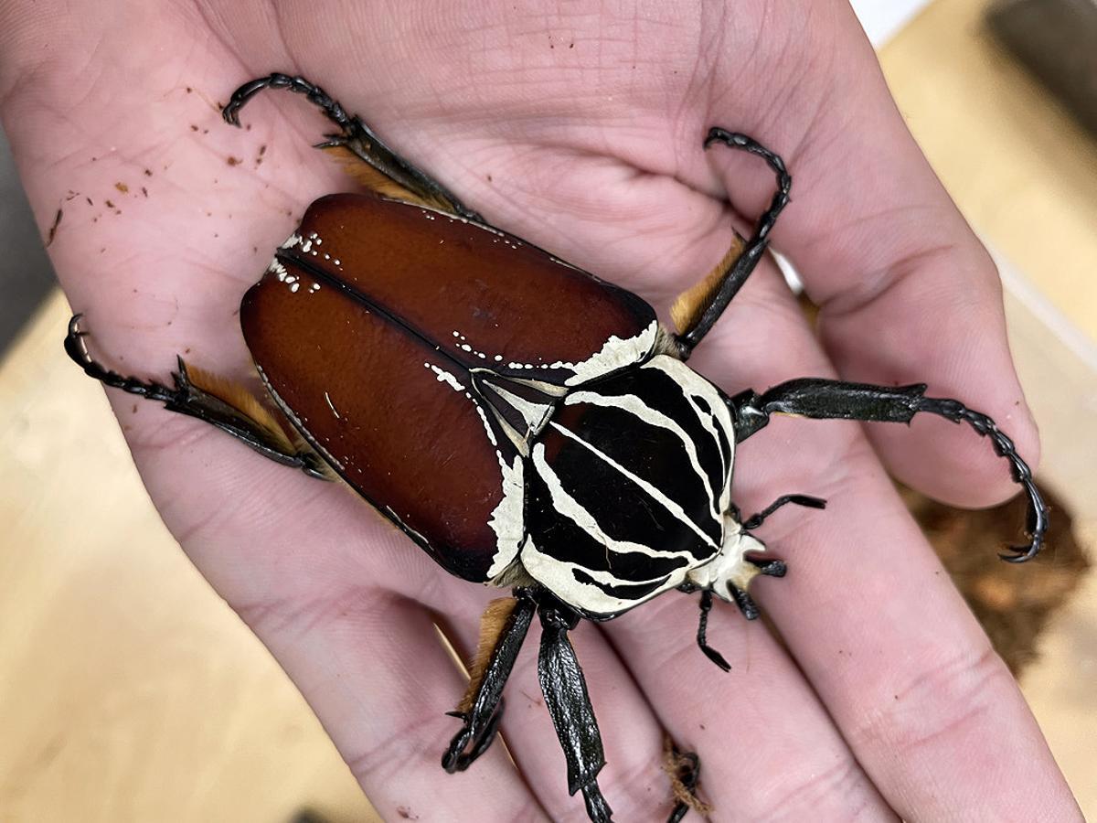 Escarabajo goliat