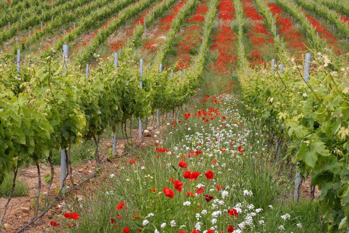 Amapolas y viñedos, campos de flor en españa