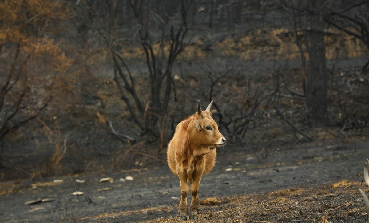 La iniciativa pretende recuperar ecosistemas dañados como en los incendios forestales | CARLOS CASTRO/E.P.