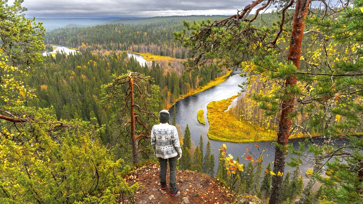 El bosque a menos de una hora de Madrid que parece Finlandia