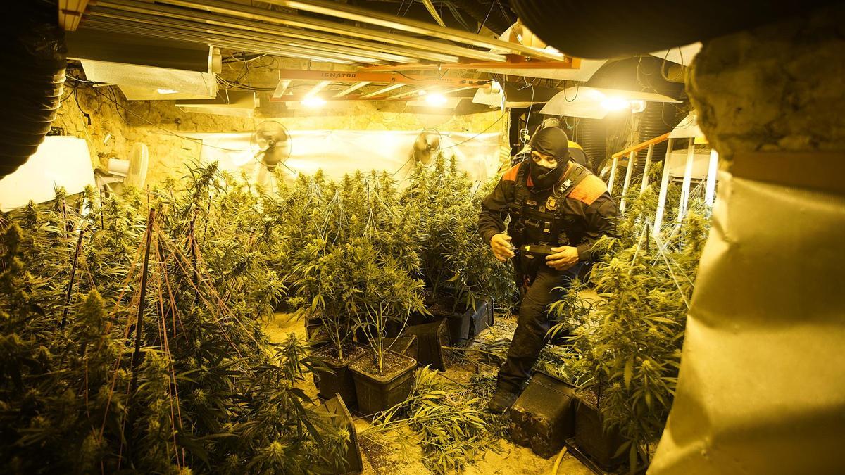 Una plantació de marihuana en una casa de Torrent, en una foto d'arxiu.