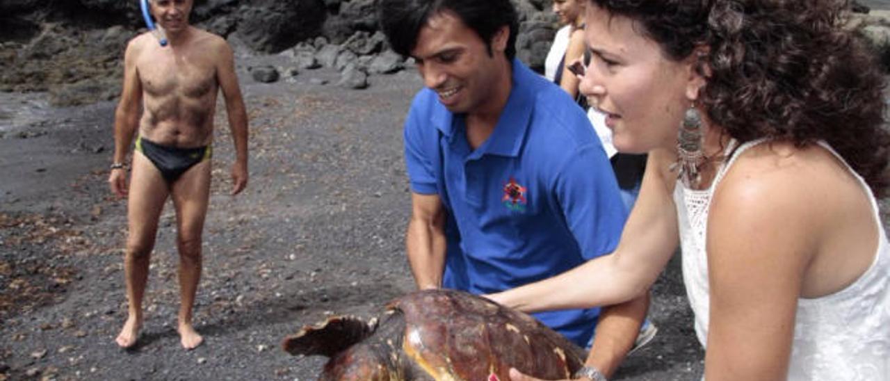 Los consejeros del Cabildo Marco Bergaz y Ariagona González, ayer, con la tortuga &#039;Timanfaya&#039;, en Los Cocoteros.