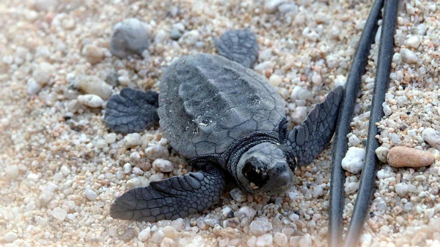 Les tortugues babaues comencen a fer-se «seves» les platges catalanes