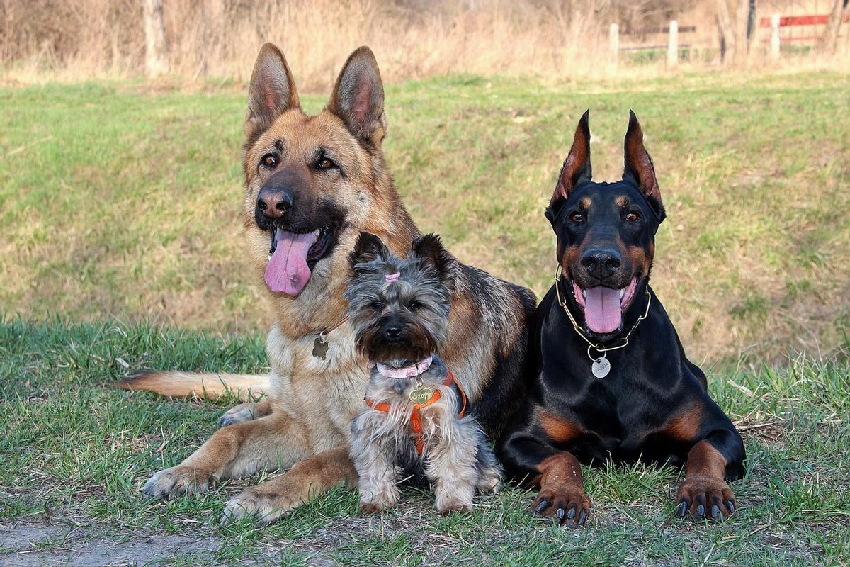 Ejemplares de pastor alemán, yorkshire y doberman.