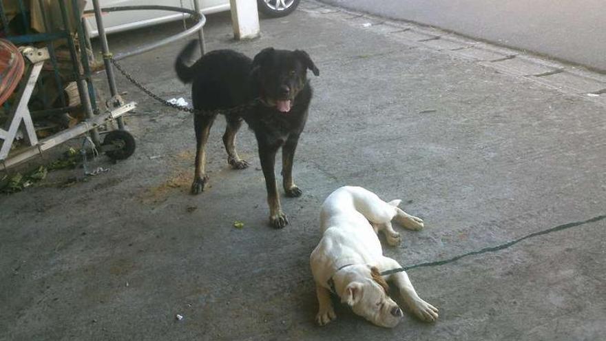 Los dos perros se encuentran en el recinto ferial de Vila de Cruces.