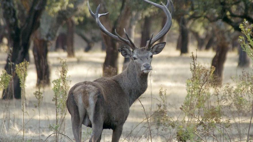 Los primeros sonidos del estallido de la berrea ya se oyen en Monfragüe