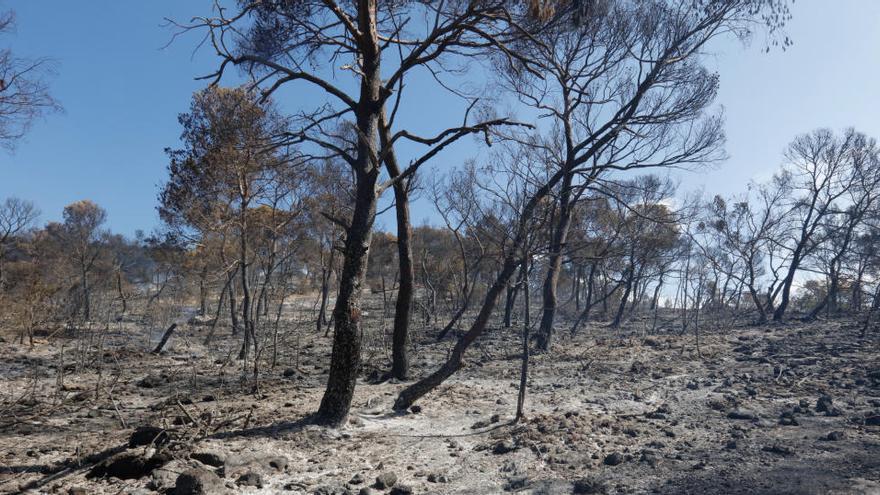 El índice de riesgo de incendio es "extremo" y "muy alto" en Formentera ...