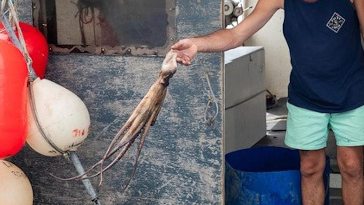 Un pescador de pop roquer a cap de Creus.