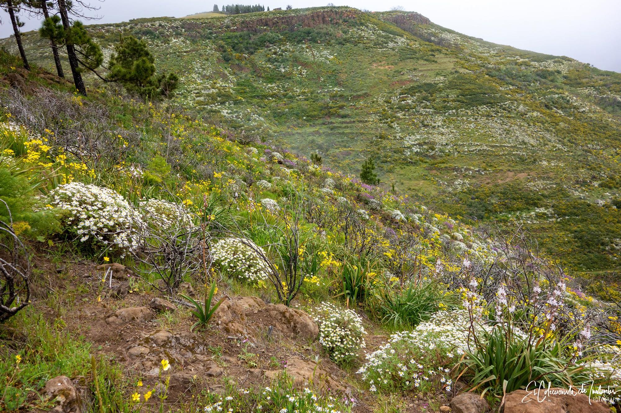 Ruta entre los Llanos de Ana López y Degollada Becerra, en Gran Canaria