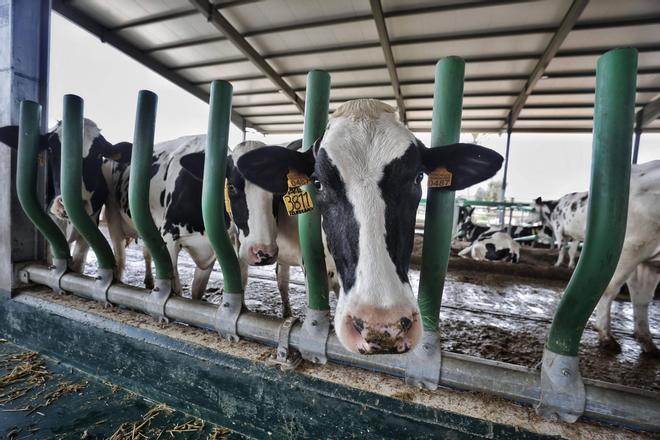 FOTOS | La vaquería más grande de Baleares, en imágenes