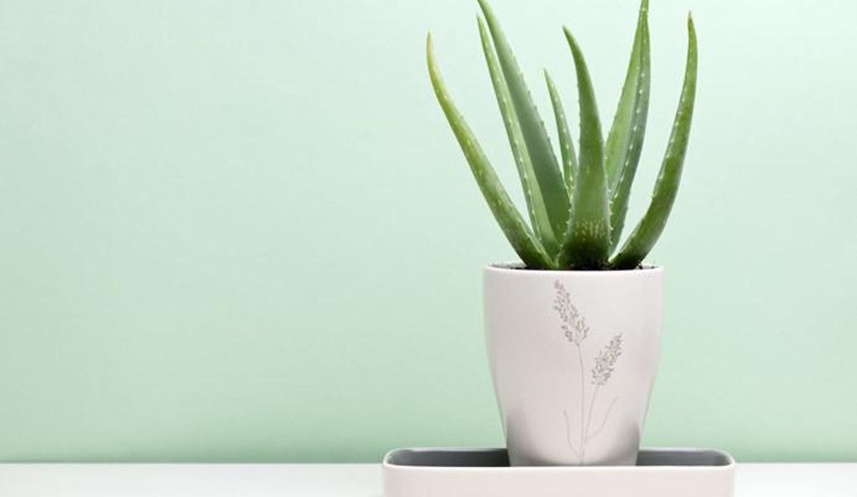 Plantas de interior que te ayudarán a mantener la casa fresca