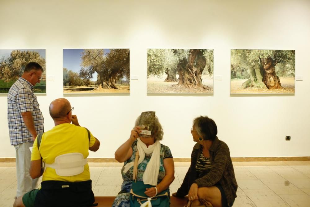 La Fundación Dávalos-Fletcher acoge una exposición sobre los olivos milenarios