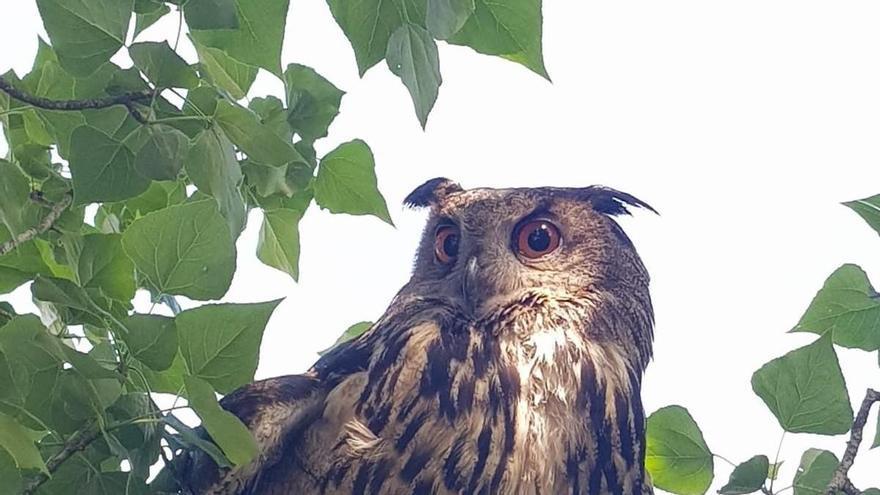 Liberan en Fontanars dels Alforins un búho real que fue capturado herido