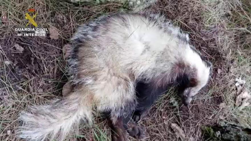 Localizan 120 animales muertos en fincas y explotaciones ganaderas por el uso ilegal de cebos envenenados