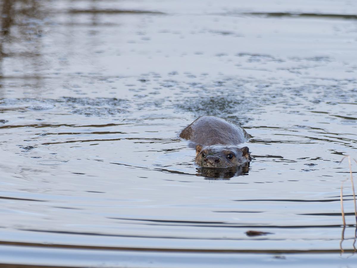 Las excepcionales imágenes tomadas por Amador Nogueiro en el estuario maliayés