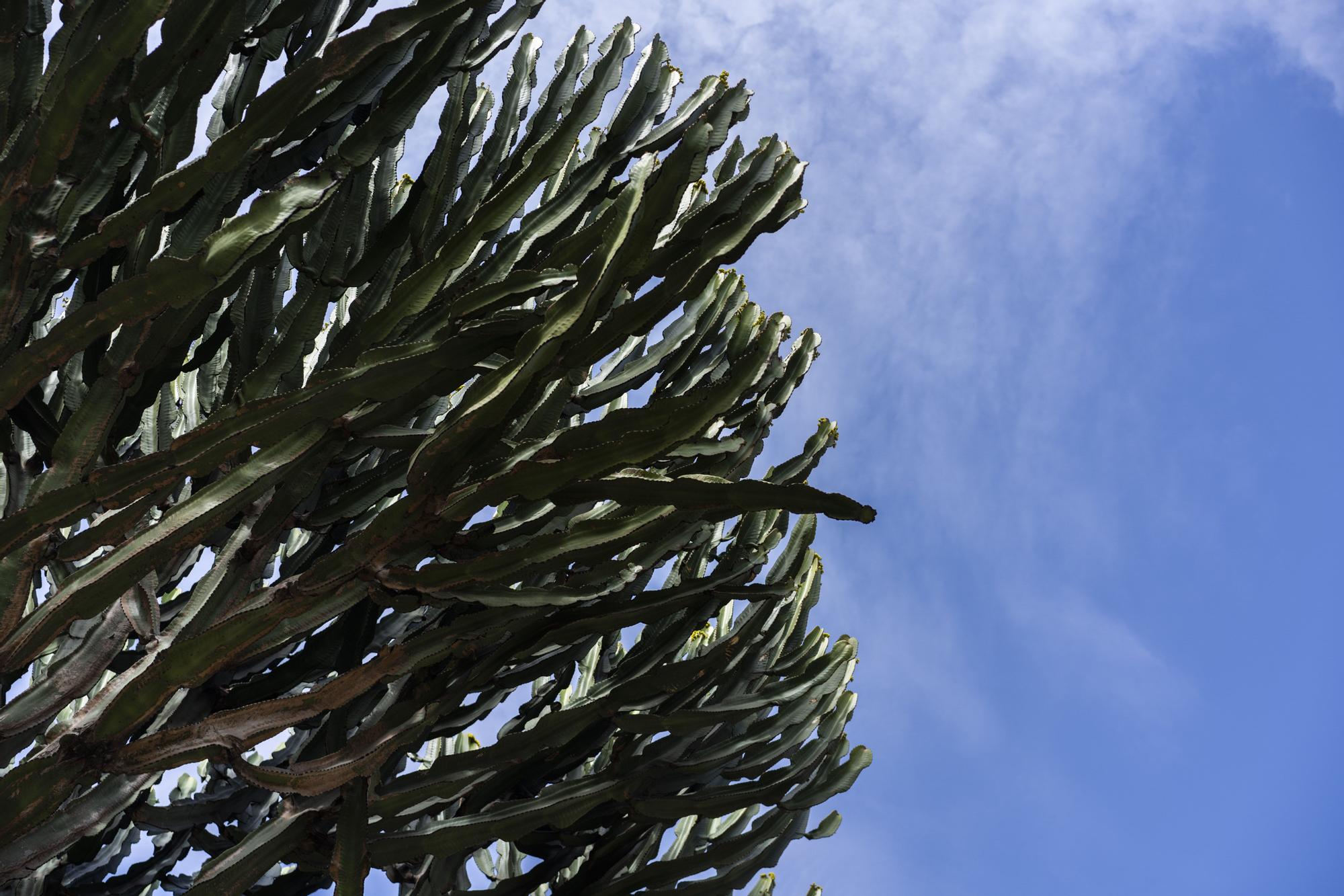 ¿Conoces los jardines de cactus de València?