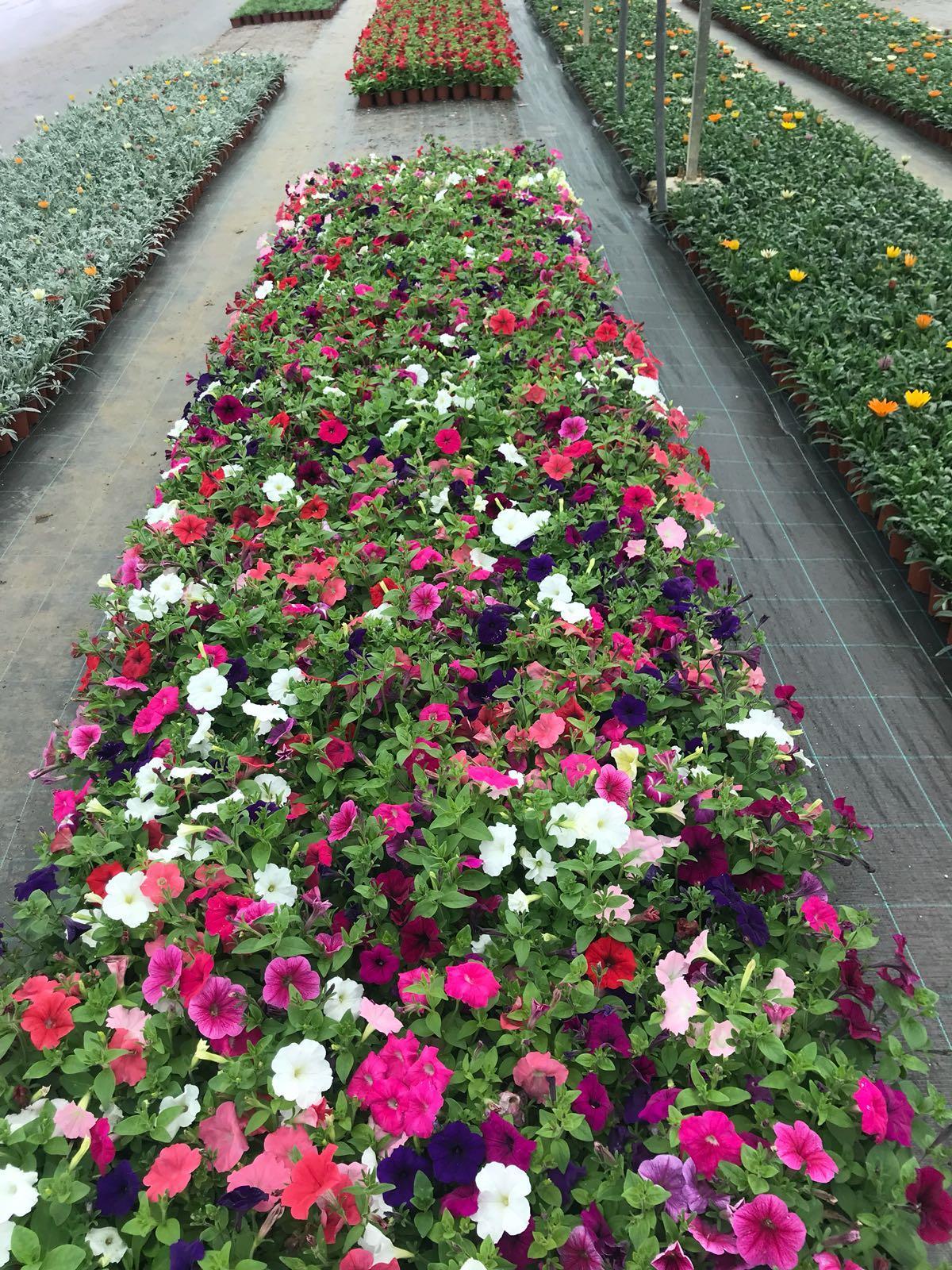 La Diputación de Cáceres distribuirá 48.000 plantas de diez especies diferentes en su Campaña de Primavera para embellecer municipios La Diputación de Cáceres distribuirá 48.000 plantas de diez especies diferentes en su Campaña de Primavera para embellecer municipios