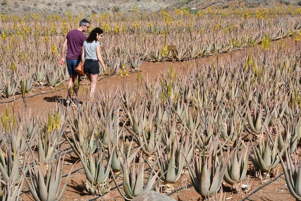 Finca de aloe vera en Fataga.