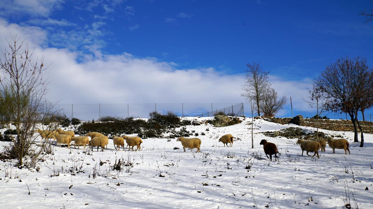 GALERÍA | La nieve del temporal Filomena llega a Aliste