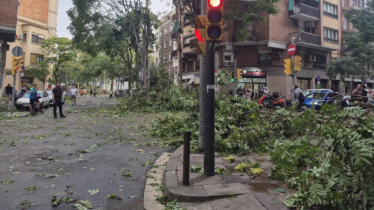 Fuertes rachas de viento tumban varios árboles de L'Hospitalet