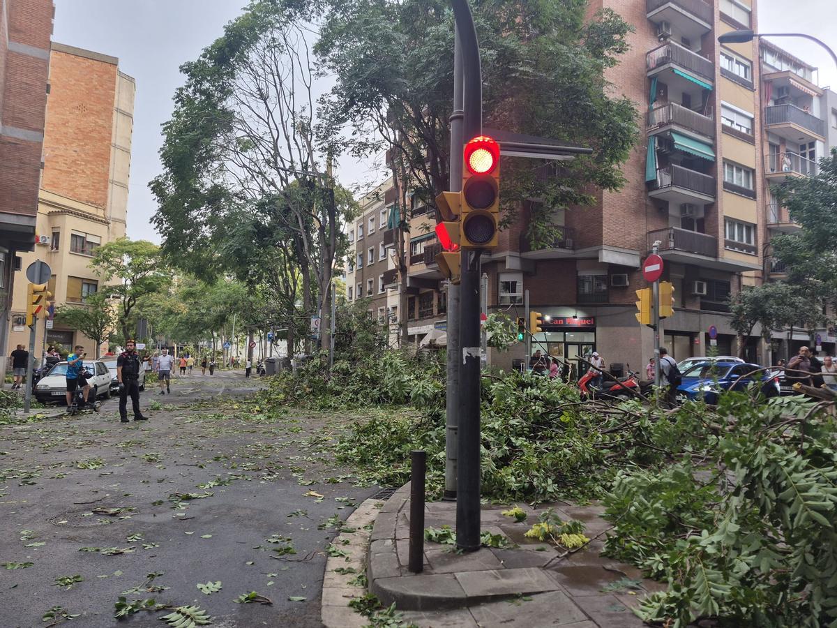 Árboles caídos en el barrio de Santa Eulàlia tras unas fuertes rechas de viento.