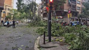 Árboles caídos en el barrio de Santa Eulàlia tras unas fuertes rechas de viento.