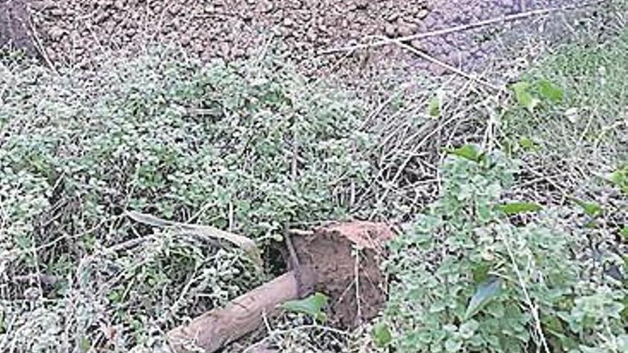 Causan destrozos en la ruta botánica del Millars