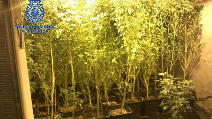 Intervienen 1.500 plantas de marihuana en La Nucía y l&#039;Alfàs