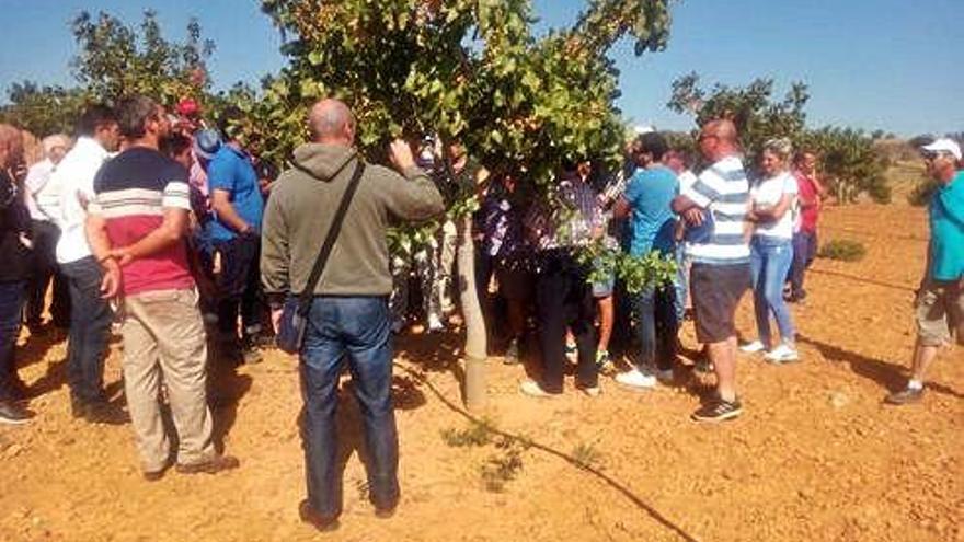 Los productores asistentes a la jornada observan los pistacheros de la explotación de Sanzoles.