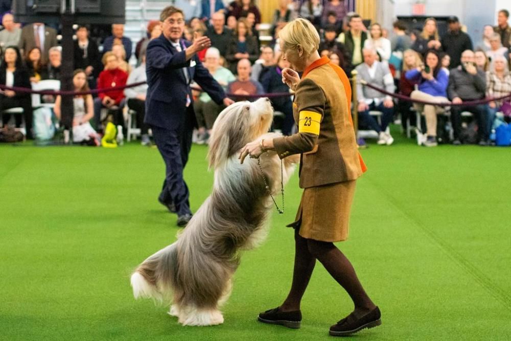 El Westminster Kennel Club, un dels shows de gossos de raça més importants del món