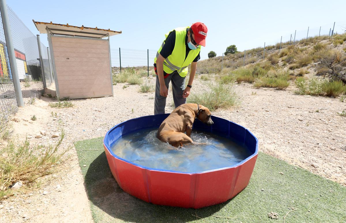 Un perro se refresca en una piscina del centro municipal de La Cartuja.