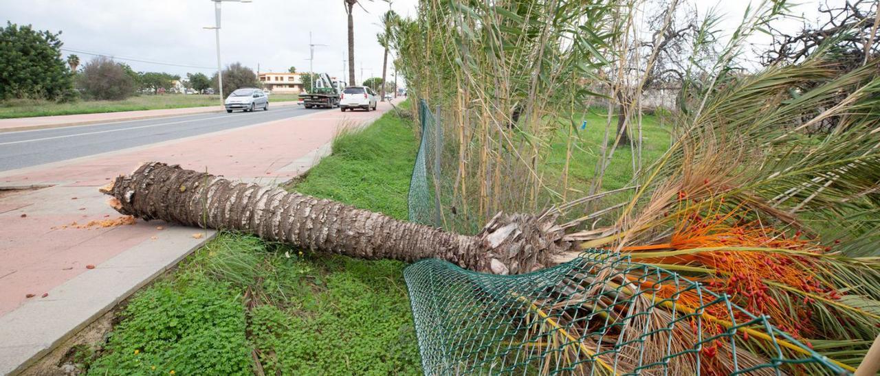 El viento tumbó una palmera en la carretera de Eivissa a Sant Josep.