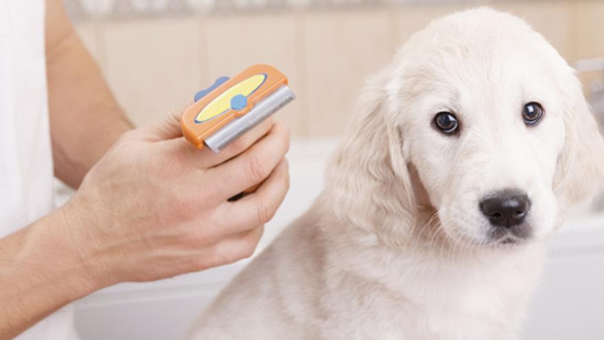 Los perros de pelo largo necesitarán cepillos de tipo rastrillo. 