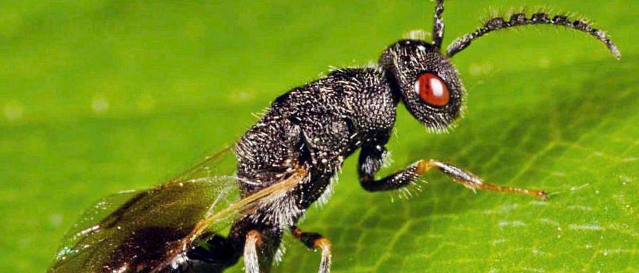 Otra plaga imparable: la avispilla que ataca los almendros se extiende ya por cinco comarcas