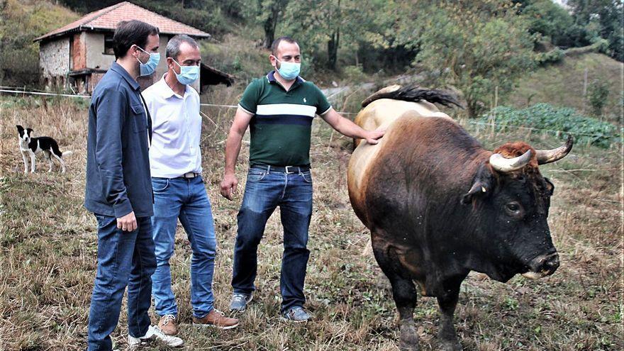 Por la izquierda, Alberto Garzón; el coordinador de IU en Asturias, Ovidio Zapico, y el alcalde de Quirós, Rodrigo Suárez, ayer, junto al toro “Molinón”, en La Conca (Quirós).