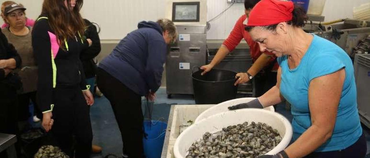 Las mujeres seleccionan y pesan los bivalvos en la lonja. // Muñiz