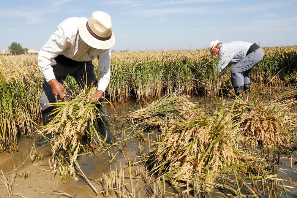 Siega y 'perxa' en l´Albufera