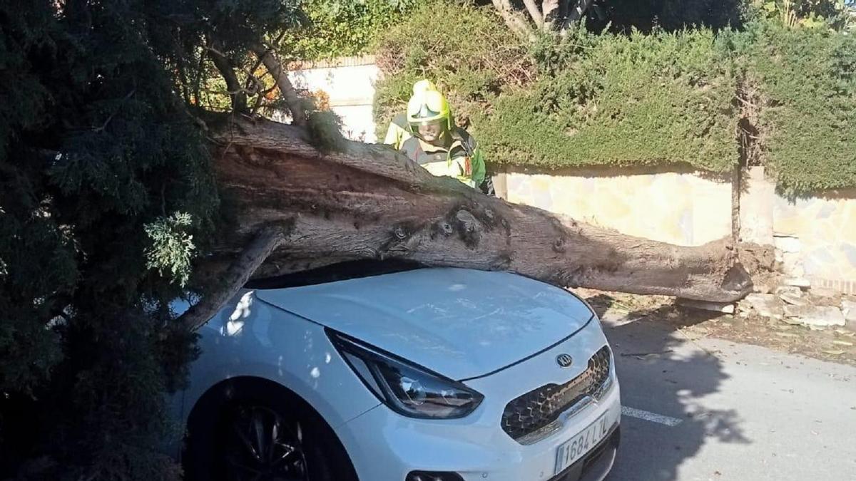 El temporal de viento provocó caídas de árboles en Mijas.