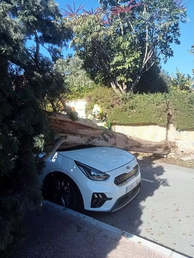El viento provoca más de sesenta incidencias con caídas de árboles, vallas y numerosos daños materiales en Mijas