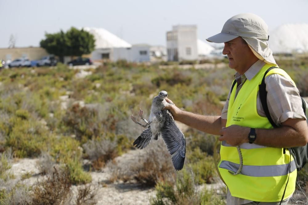 El Ayuntamiento de Torrevieja y la Conselleria de Medio Ambiente realizaron el anillamiento anual de la colonia de gaviotas establecida en el saladar de la laguna de Torrevieja con la ayuda de 30 volu