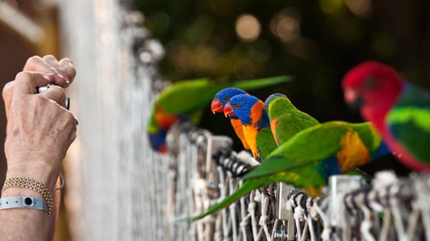 Loro Parque, el mejor del planeta