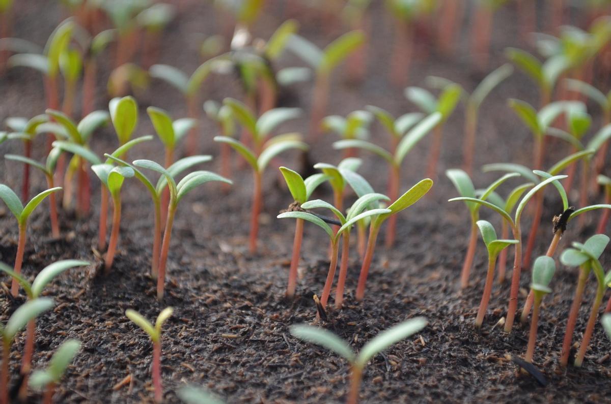 Plántulas de tomate en plena germinación